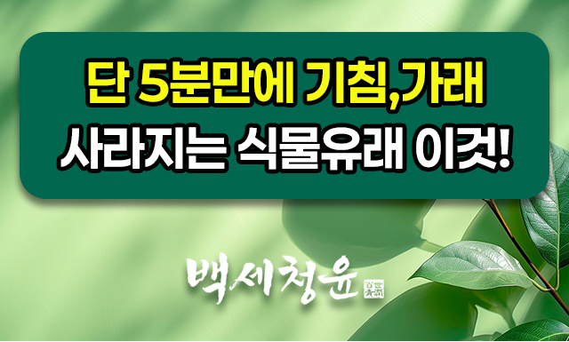 백세청윤
